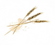 الحبوب والبقوليات