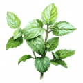 1715143881-Natural%20Herbs-120x120.png