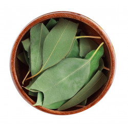 ورق الكينا أو الكافور العضوي (50جرام) ورق الكينا أو الكافور العضوي (50جرام)