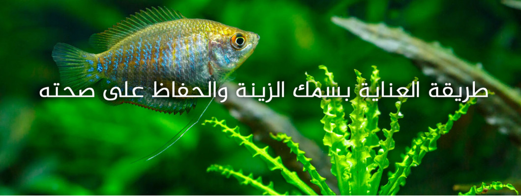 طريقة العناية بسمك الزينة والحفاظ على صحته