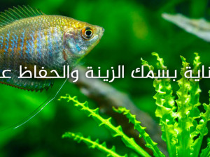 طريقة العناية بسمك الزينة والحفاظ على صحته