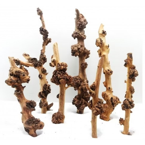 أخشاب ساق سافا الطبيعية  - Sava Wood aquarium
