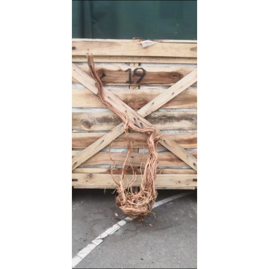 خشب من لنوع Azalea Wood حجم XXXL (معالج)