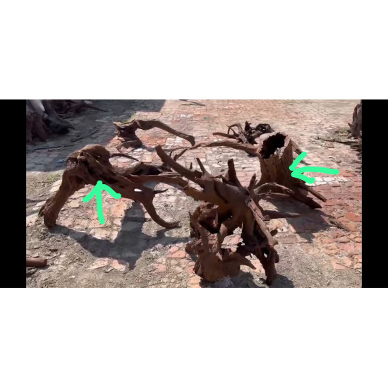 خشب المنجروف الصلب باللون الخشبي المحمر - Mangrove Driftwood