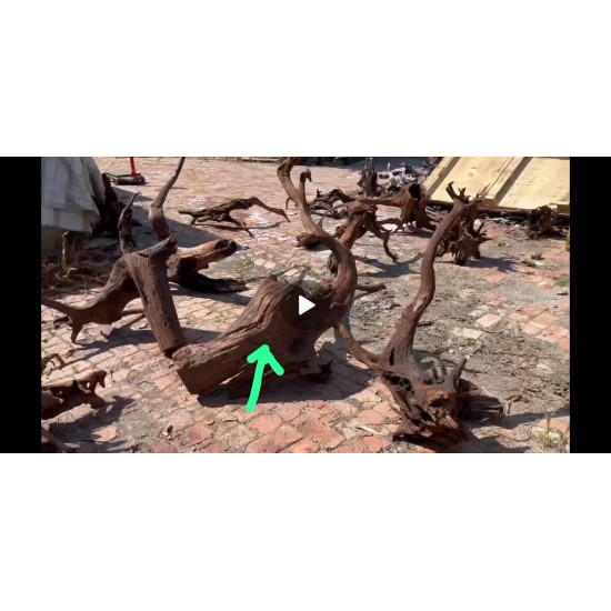 خشب المنجروف الصلب باللون الخشبي المحمر - Mangrove Driftwood