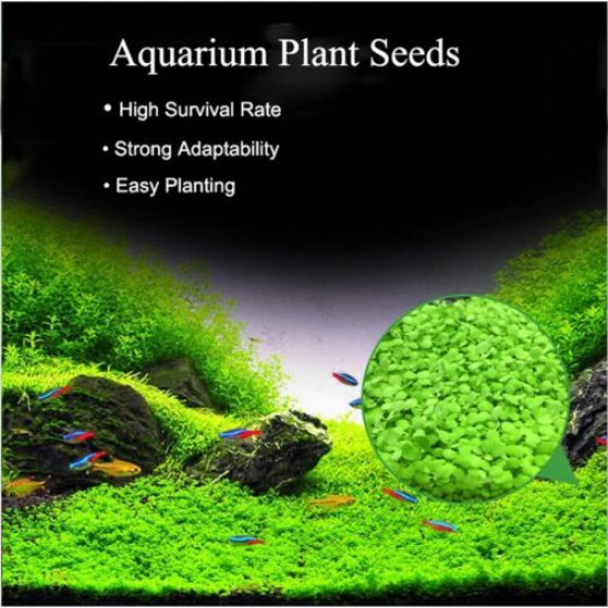 بذور نباتات خاصة لحوض الأسماك - Small Leaf Seeds