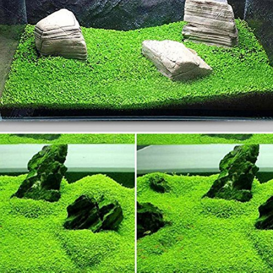 بذور نباتات خاصة لحوض الأسماك - Small Leaf Seeds