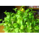 بذور نباتات خاصة لحوض الأسماك - Love Grass Seeds بذور نباتات خاصة لحوض الأسماك - Love Grass Seeds