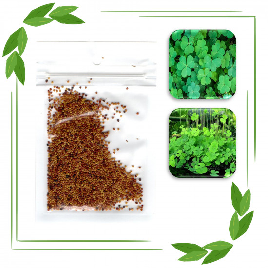 بذور نباتات خاصة لحوض الأسماك - Lucky Grass Seeds