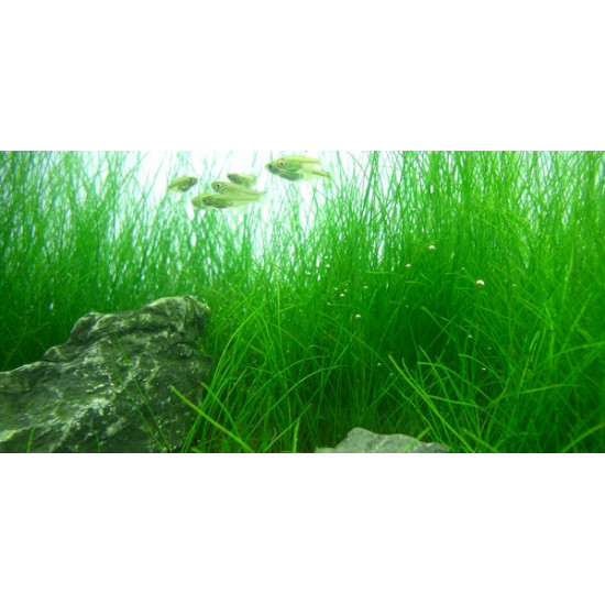 بذور نباتات خاصة لحوض الأسماك - Small Cow Hair Grass