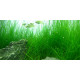 بذور نباتات خاصة لحوض الأسماك - Small Cow Hair Grass