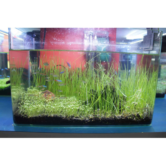 بذور نباتات خاصة لحوض الأسماك - Small Cow Hair Grass