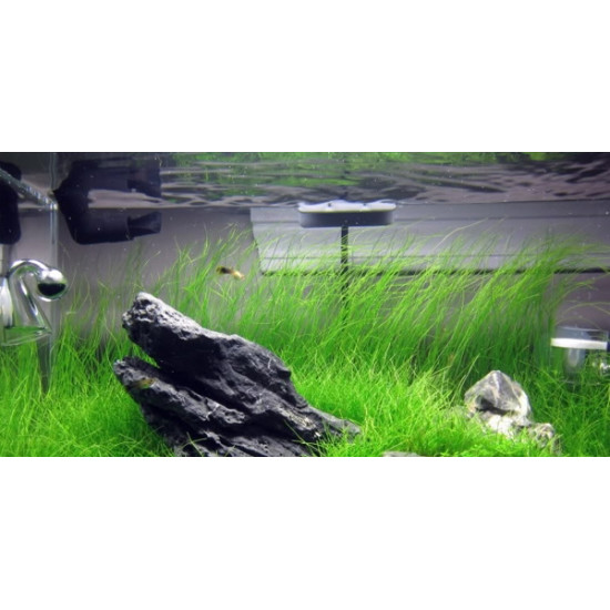 بذور نباتات خاصة لحوض الأسماك - Small Cow Hair Grass