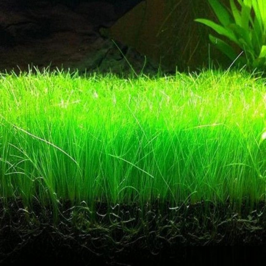 بذور نباتات خاصة لحوض الأسماك - Small Cow Hair Grass