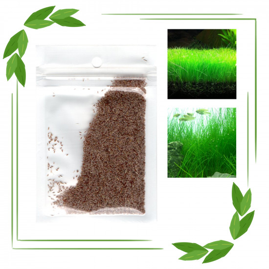 بذور نباتات خاصة لحوض الأسماك - Small Cow Hair Grass