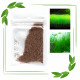 بذور نباتات خاصة لحوض الأسماك - Small Cow Hair Grass
