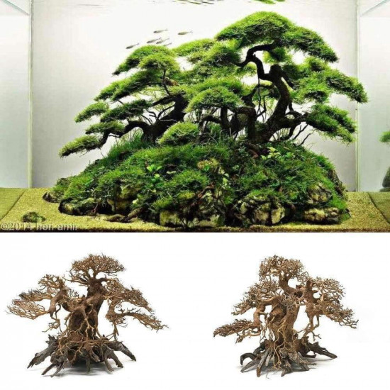 خشب من النوع Bonsai wood مقاس XXL