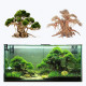 خشب من النوع Bonsai wood مقاس XXL