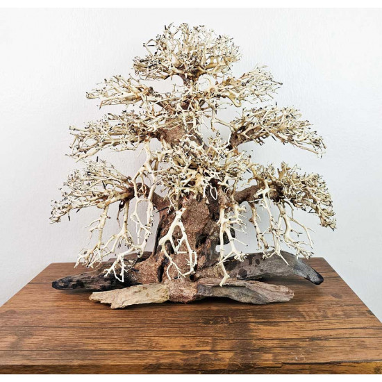 خشب من النوع Bonsai wood مقاس XXL