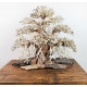 خشب من النوع Bonsai wood مقاس XXL
