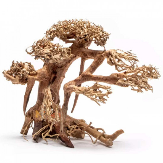 خشب من النوع Bonsai wood مقاس L