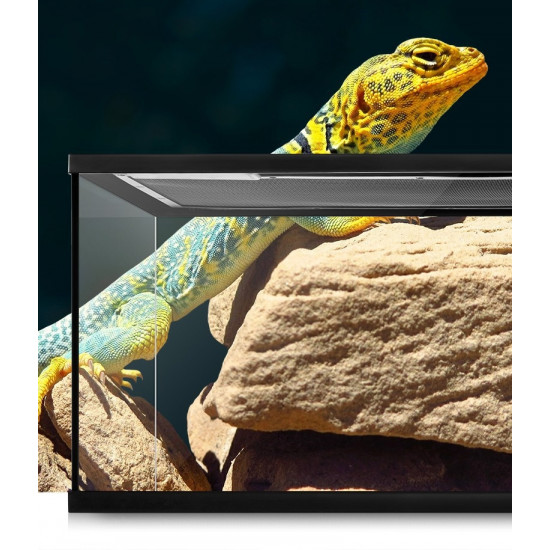 حوض زجاجي مع غطاء أسود لزواحف بحجم صغير ووسط - vivarium aquarium