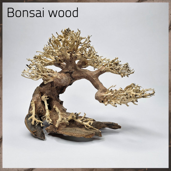 خشب من النوع Bonsai wood مجسم رقم 2