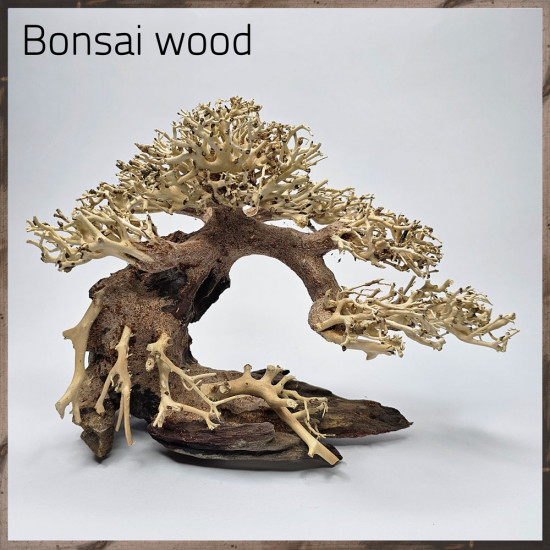 خشب من النوع Bonsai wood مجسم رقم 6