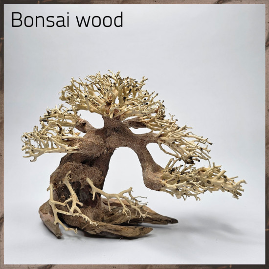 خشب من النوع Bonsai wood مجسم رقم 9