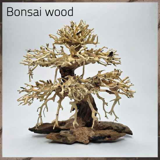 خشب من النوع Bonsai wood مجسم رقم 14
