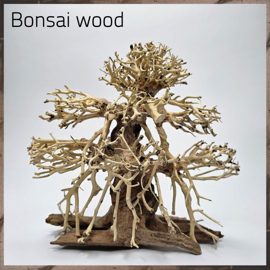 خشب من النوع Bonsai wood مجسم رقم 15