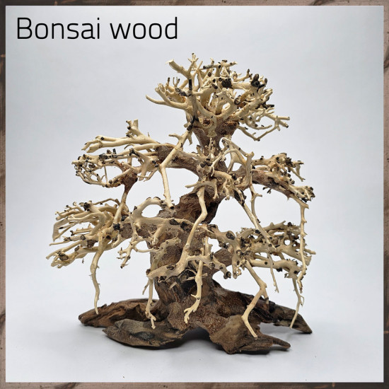خشب من النوع Bonsai wood مجسم رقم 18