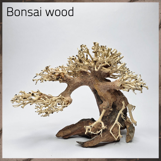 خشب من النوع Bonsai wood مجسم رقم 19 خشب من النوع Bonsai wood مجسم رقم 19