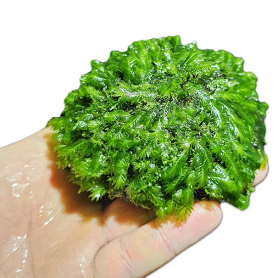 SLT AQUA - Mini Fissiden Moss