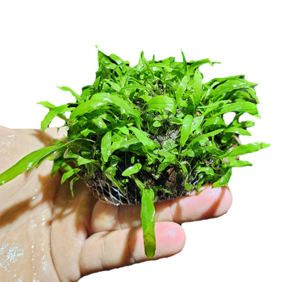 SLT AQUA - java fern