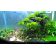 خشب من النوع Bonsai wood مقاس XXL