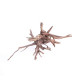 خشب متحجر من النوع Driftwood حجم M ( معالج ) خشب متحجر من النوع Driftwood حجم M ( معالج )