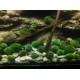 نبات ماريمو موس حجم 4-3 سم - Marimo Moss Balls