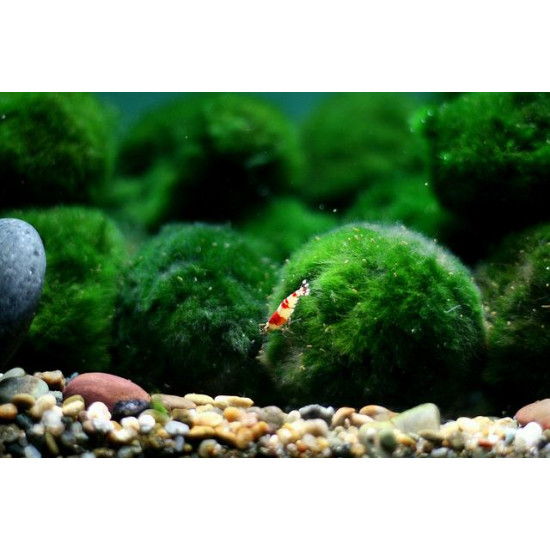 نبات ماريمو موس حجم 4-3 سم - Marimo Moss Balls