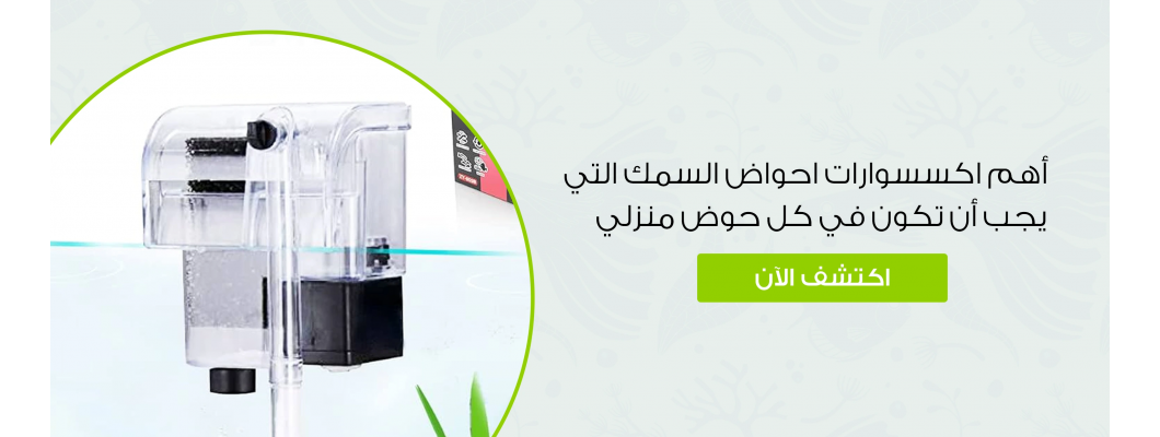 أهم اكسسوارات احواض السمك التي يجب أن تكون في كل حوض منزلي