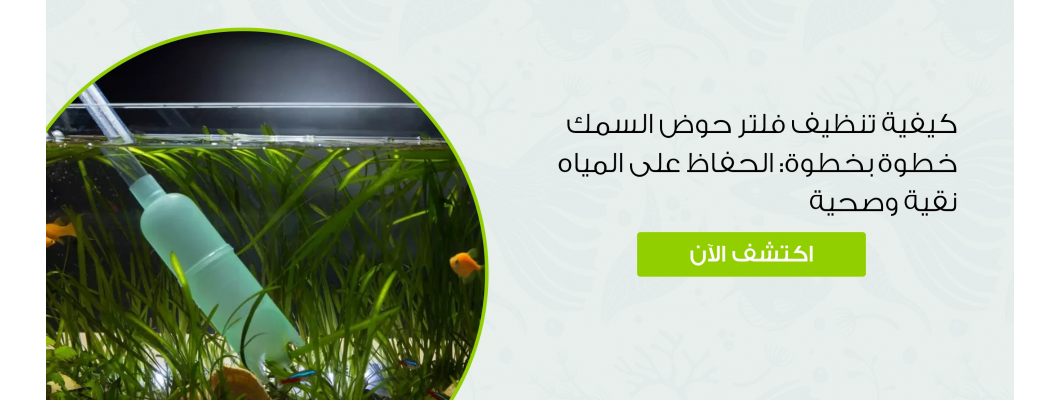 كيفية تنظيف فلتر حوض السمك خطوة بخطوة