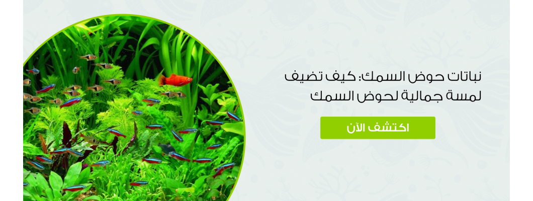 نباتات حوض السمك: كيف تضيف لمسة جمالية لحوض السمك نباتات حوض السمك: كيف تضيف لمسة جمالية لحوض السمك