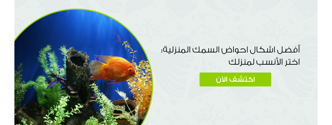 أفضل اشكال احواض السمك المنزلية: اختر الأنسب لمنزلك أفضل اشكال احواض السمك المنزلية: اختر الأنسب لمنزلك
