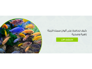 كيف تحافظ على ألوان سمك الزينة زاهية وصحية كيف تحافظ على ألوان سمك الزينة زاهية وصحية