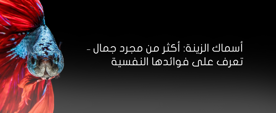 أسماك الزينة: أكثر من مجرد جمال – تعرف على فوائدها النفسية