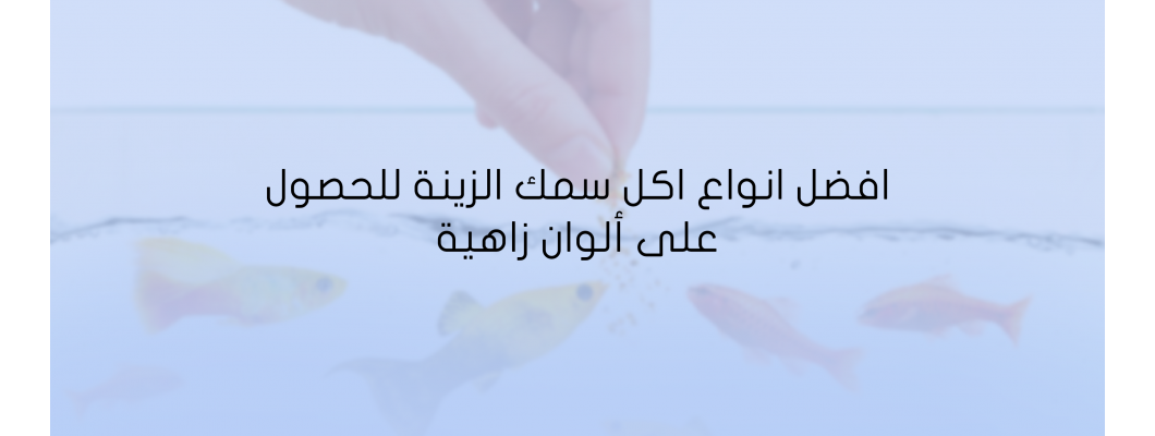 افضل انواع اكل سمك الزينة للحصول على ألوان زاهية