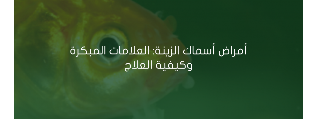 أمراض أسماك الزينة: العلامات المبكرة وكيفية العلاج