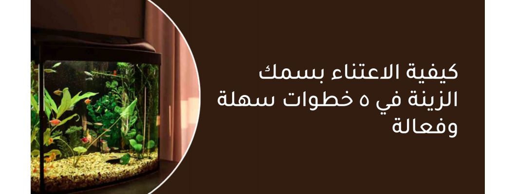 كيفية الاعتناء بسمك الزينة في 5 خطوات سهلة وفعالة