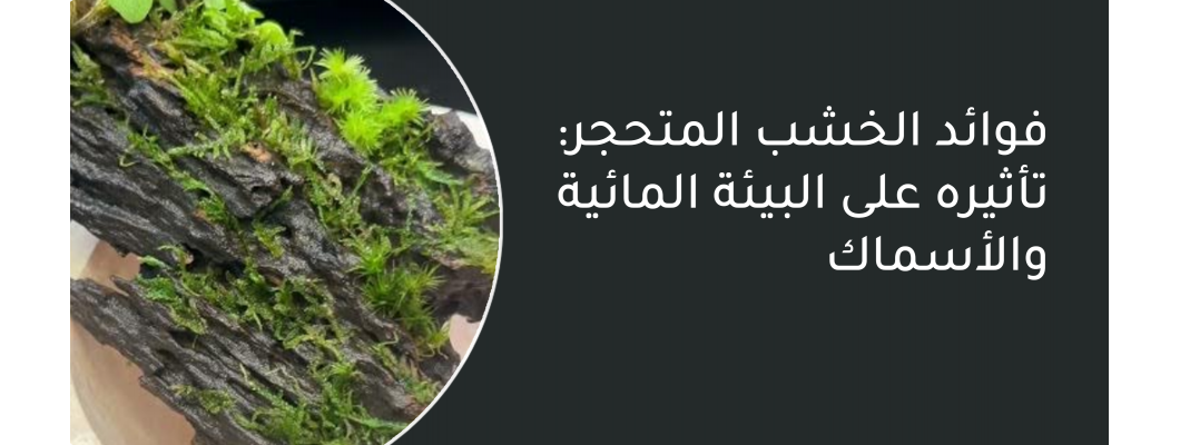 فوائد الخشب المتحجر: تأثيره على البيئة المائية والأسماك