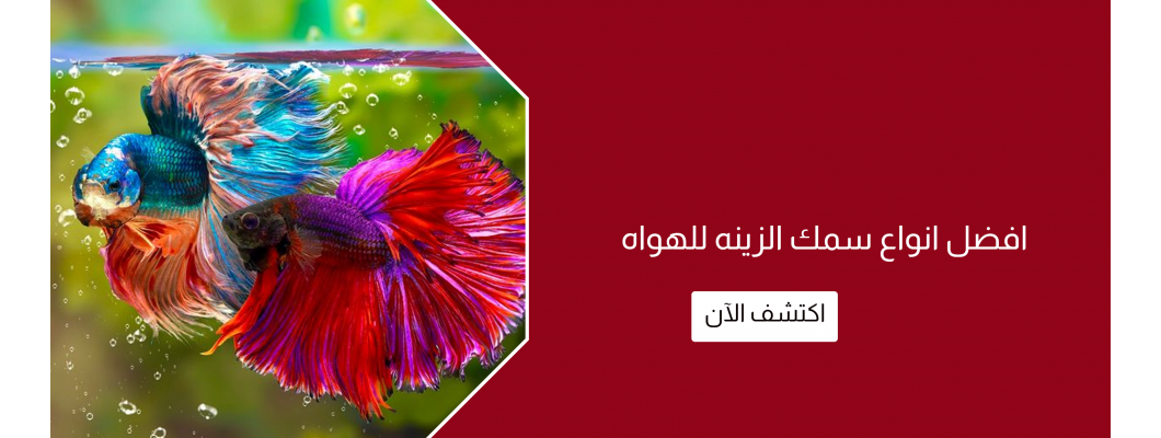 افضل انواع سمك الزينه للهواه افضل انواع سمك الزينه للهواه